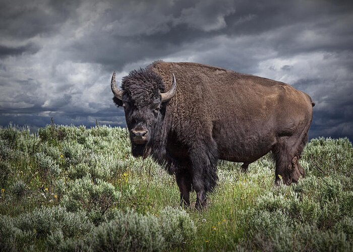 Bison Greeting Card featuring the photograph American Buffalo or Bison in Yellowstone by Randall Nyhof