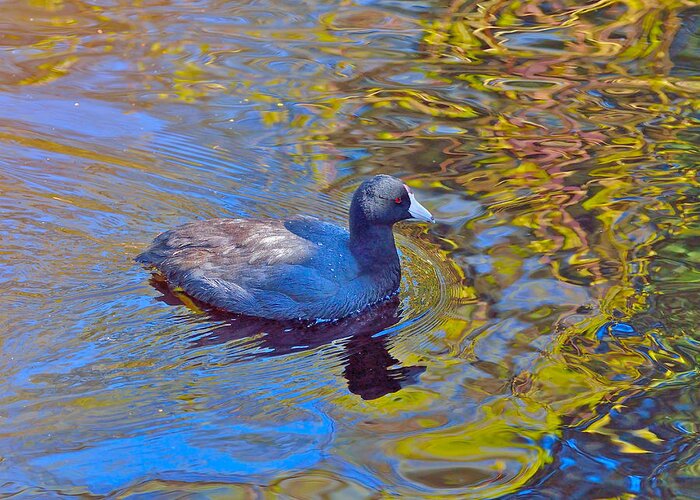 American Coot Greeting Card featuring the photograph American Coot by Kathy King