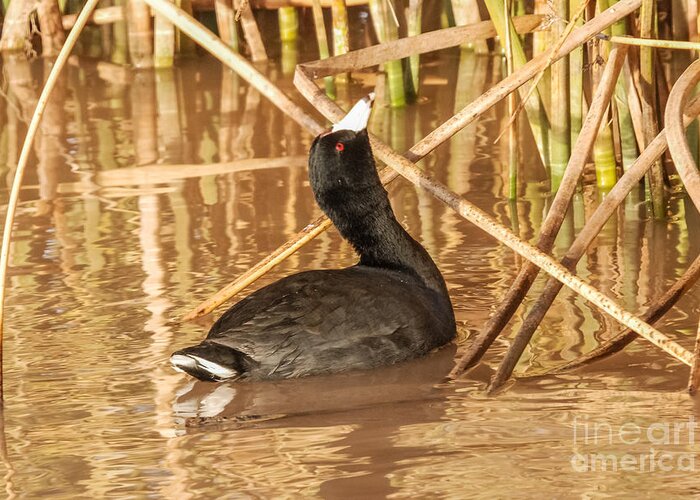 Al Andersen Greeting Card featuring the photograph American Coot Looking Up by Al Andersen