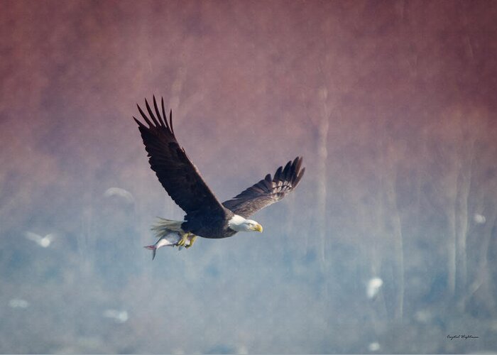 Bald Greeting Card featuring the photograph American Eagle by Crystal Wightman