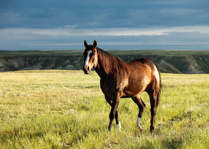 Horse Greeting Card featuring the photograph American Quarter Horse by Todd Klassy