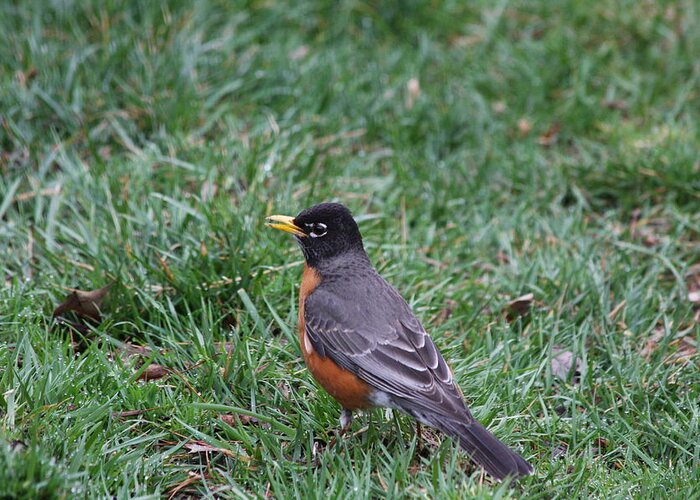 Bird Greeting Card featuring the photograph American Robin by Vadim Levin