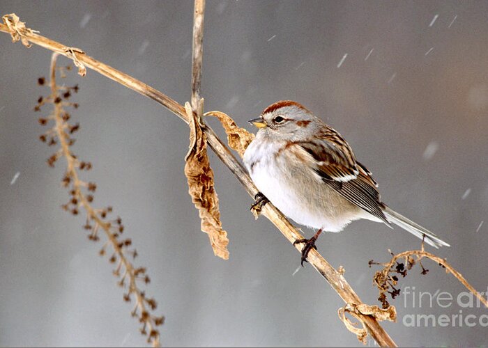American Tree Sparrow Greeting Card featuring the photograph American Tree Sparrow by Larry West