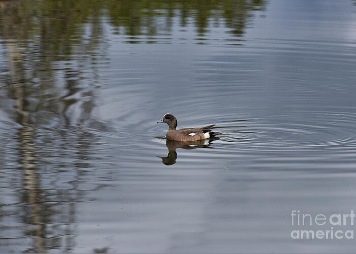 Bird Greeting Card featuring the photograph American Wigeon by David Arment