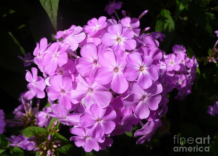 Purple Greeting Card featuring the photograph Amethyst Hardy Phlox by Lingfai Leung