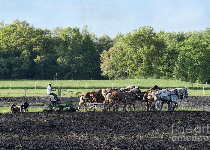 Amish Greeting Card featuring the photograph Amish Plowing Field by David Arment
