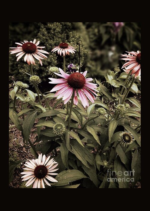 Cone Flowers Greeting Card featuring the photograph Among Friends by Frank J Casella