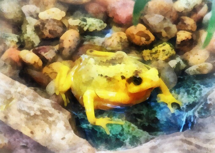 Frog Greeting Card featuring the photograph Amphibian - Panamanian Golden Frog by Susan Savad
