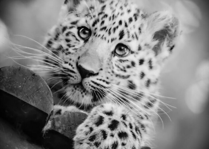 Amur Greeting Card featuring the photograph Amur Leopard Cub Portrait by Chris Boulton