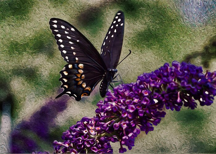 Black Butterflies Greeting Card featuring the photograph An afternoon visitor by Jeff Folger