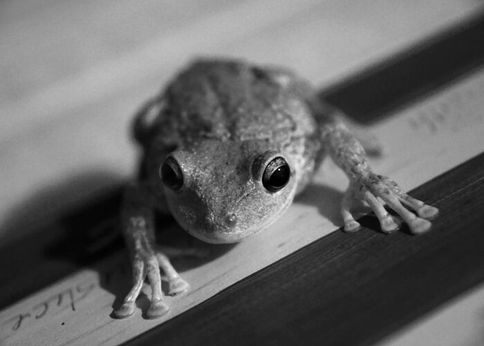 Frog Greeting Card featuring the photograph An American Frog by Daniel Woodrum