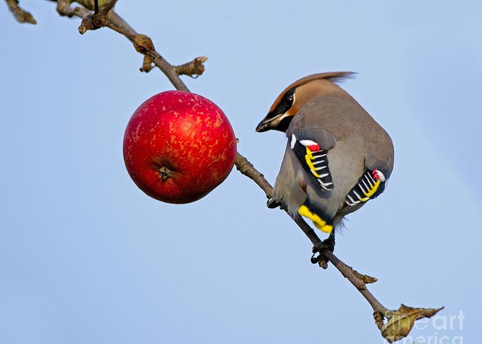 Waxwing Greeting Card featuring the photograph An apple a day... by Torbjorn Swenelius