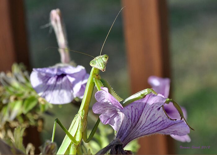 Praying Mantis Greeting Card featuring the photograph An Autumn Surprise by Verana Stark