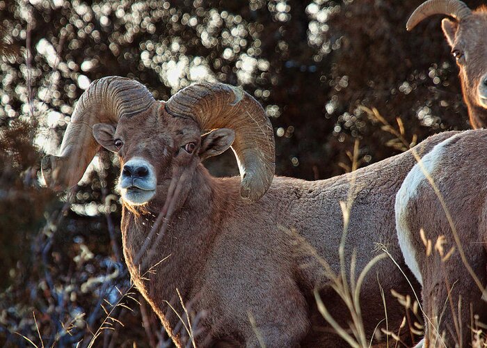 Bighorn Sheep Greeting Card featuring the photograph An Icy Stare by Jim Garrison