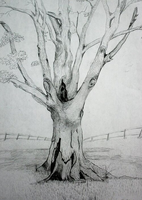Tree Greeting Card featuring the drawing An Old Tree by Stacy C Bottoms