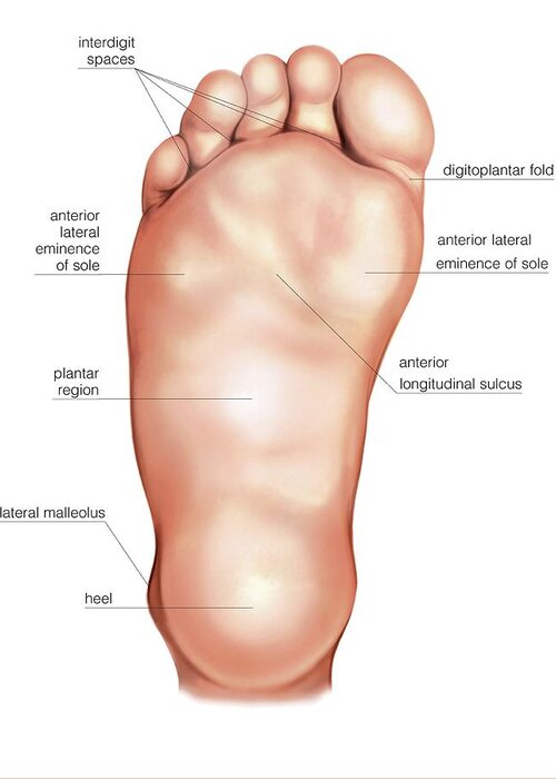 Anatomy Greeting Card featuring the photograph Anatomy Regions Of The Right Foot by Asklepios Medical Atlas