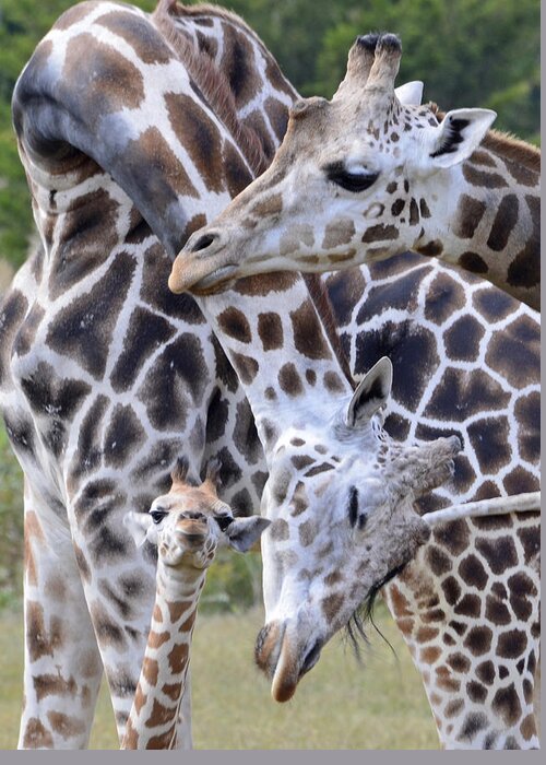 Giraffe Greeting Card featuring the photograph And Baby Makes Three by Lori Tambakis