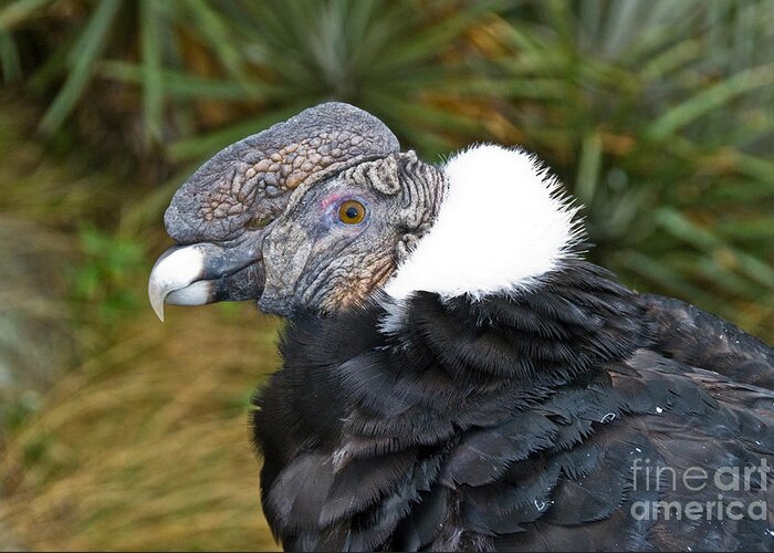 Nature Greeting Card featuring the photograph Andean Condor by William H. Mullins