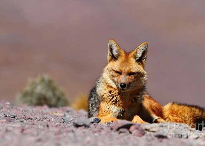 Foxes Greeting Card featuring the photograph Andean Fox Portrait by James Brunker