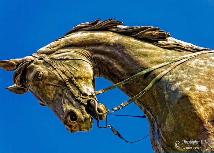 Horse Greeting Card featuring the photograph Andrew Jackson's Horse by Christopher Holmes