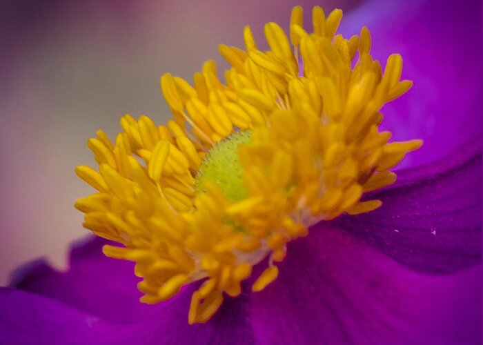 Anemone Greeting Card featuring the photograph Anemone by Cathy Donohoue