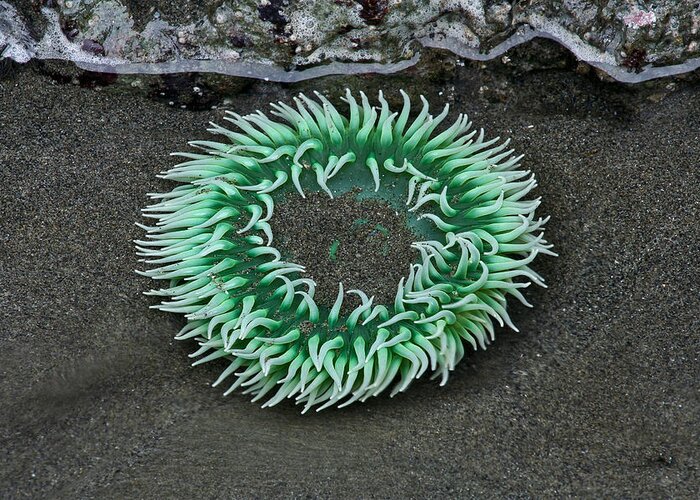 Olympic National Park Greeting Card featuring the photograph Anemone by Paul Schultz