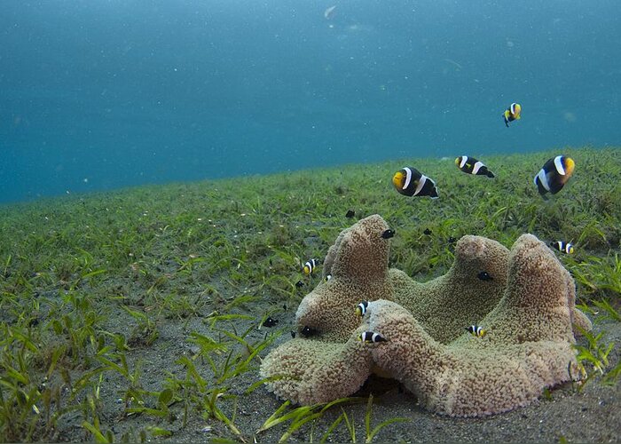 Amphiprion Polymnus Greeting Card featuring the photograph Anemonefish in seagrass in Indonesia by Science Photo Library