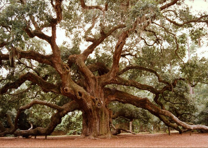 Trees Greeting Card featuring the photograph Angel Oak SC by Jean Wolfrum