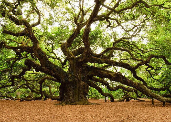 Tree Greeting Card featuring the photograph Angel Oak Tree 2009 by Louis Dallara