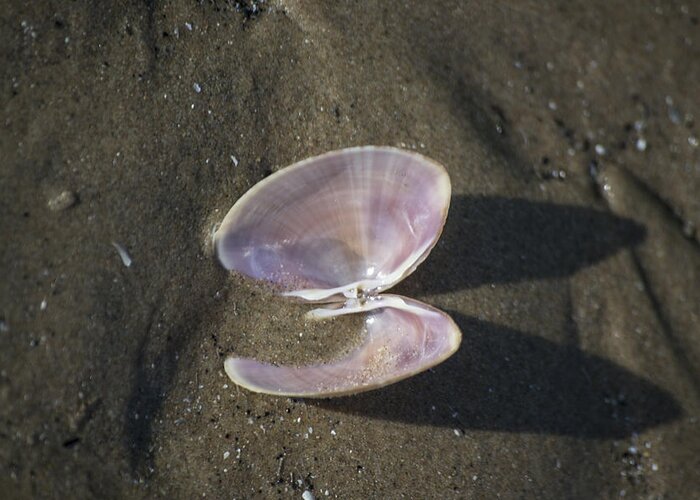 Sea Shell Greeting Card featuring the photograph Angel Wings by Spikey Mouse Photography