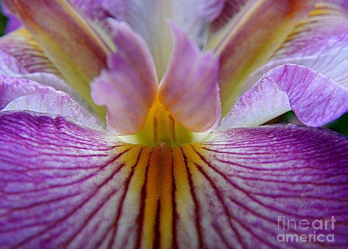 New Orleans Photography Greeting Card featuring the photograph Iris Angel Wings Of The Spring Equinox In New Orleans Louisiana by Michael Hoard