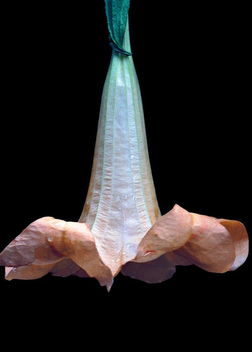 Africa Greeting Card featuring the photograph Angel's Trumpet by Tina Manley