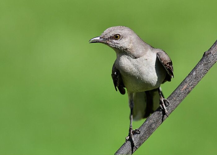 Mockingbird Greeting Card featuring the photograph Angry Bird by Mike Farslow
