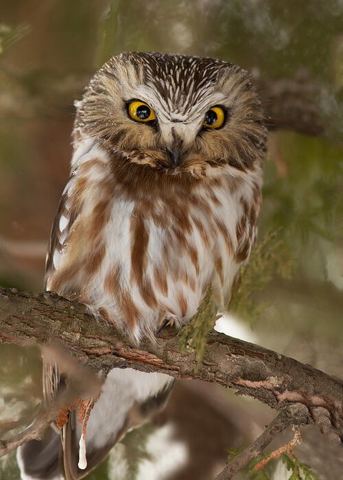 Northern Saw-whet Owl Greeting Card featuring the photograph Angry bird by Mircea Costina Photography