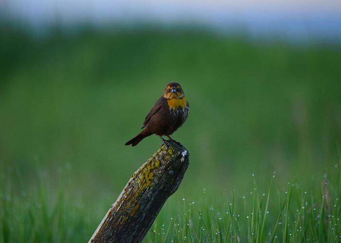 Yellowheaded Blackbird Greeting Card featuring the photograph Angry Bird by Whispering Peaks Photography
