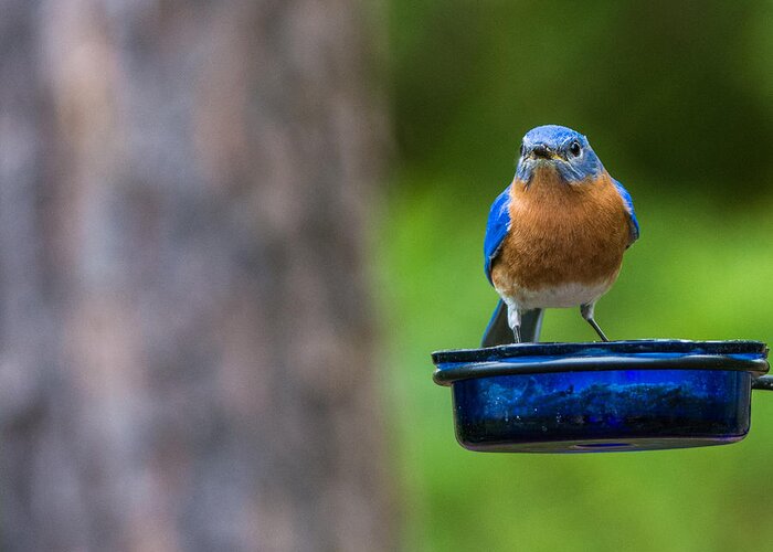 Bluebird Greeting Card featuring the photograph Angry Bluebird by David Kay