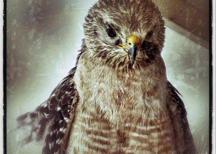 Hawk Greeting Card featuring the photograph Angry Hawk by Eric Chegwin
