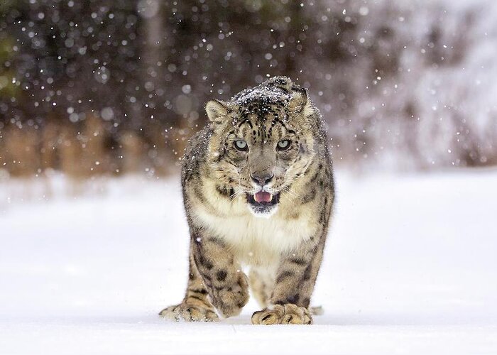 Snow Leopard Greeting Card featuring the photograph Animal Eye Contact by © Pui Hang Miles & Natureslens