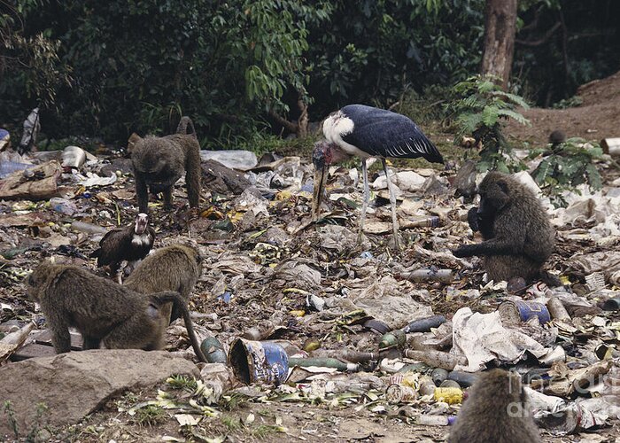 Trash Greeting Card featuring the photograph Animals Scavenging A Dump by Gregory G. Dimijian, M.D.