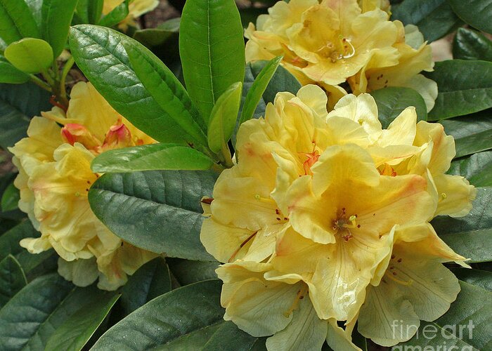 Rhododendron Greeting Card featuring the photograph Anita Dunstan by Chris Anderson