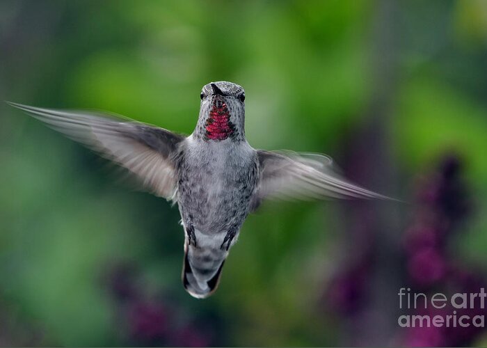 Hummingbird Greeting Card featuring the photograph Anna's Flight by Laura Mountainspring