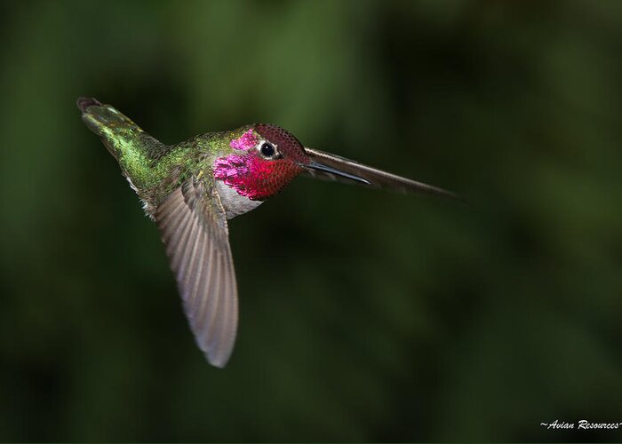 Bird Greeting Card featuring the photograph Anna's Hummingbird Dive by Avian Resources