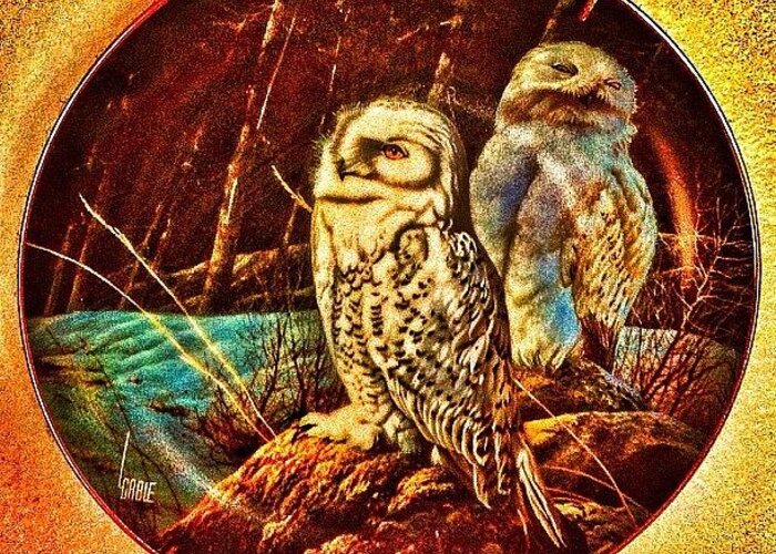 Tagstagramers Greeting Card featuring the photograph Another Plate ..... Owls .... Mystic by Stuart Johns