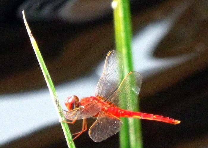 Red Dragonfly Greeting Card featuring the photograph Another Predatory Redhead by Barbie Corbett-Newmin