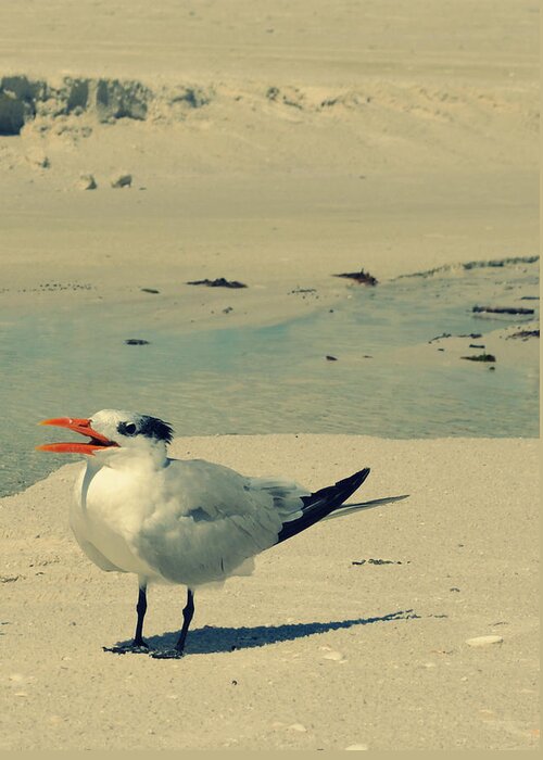 Seagull Greeting Card featuring the photograph Another Seagull at the Beach by Patricia Awapara