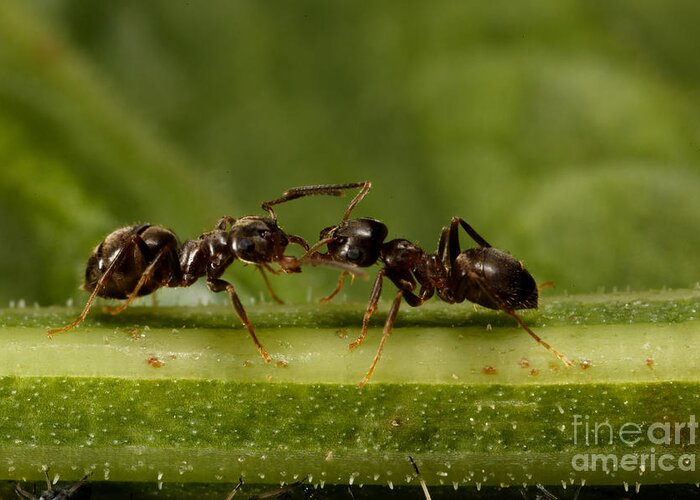 Ant Greeting Card featuring the photograph Ant Communication by Frank Fox