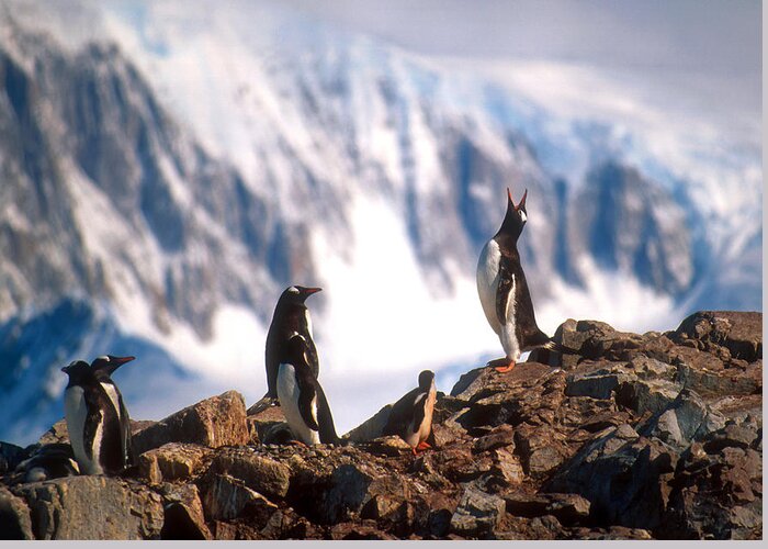 Gentoo Penguin Greeting Card featuring the photograph Antarctic Gentoo penguins by Dennis Cox