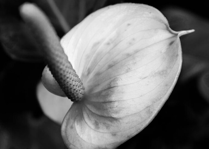Andraeanum Greeting Card featuring the photograph Anthurium - IR by Chris Bordeleau