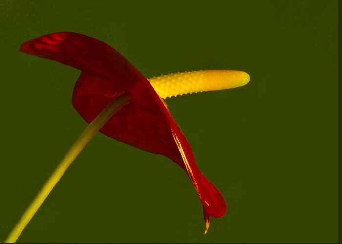 Anthurium Greeting Card featuring the photograph Anthurium by Bill Barber