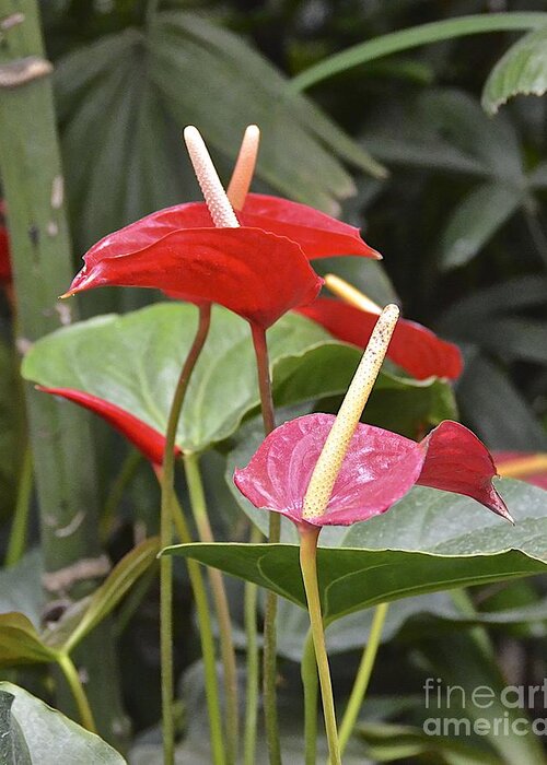 Flower Greeting Card featuring the photograph Anthurium by Carol Bradley